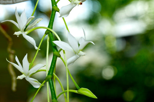 Aerangis Orchids