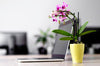 The Best Plants and Flowers for Your Office