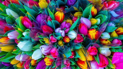 Flower Meanings: What Do Tulips Symbolize?