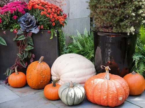 The Most Instagrammable Types of Pumpkins This Fall