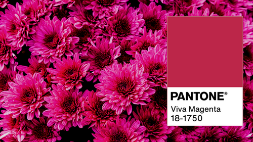 Ultimate Flower Guide: Viva Magenta, 2023 Pantone Color of the Year