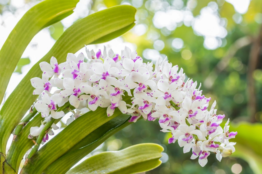 Rhynchostylis Orchids