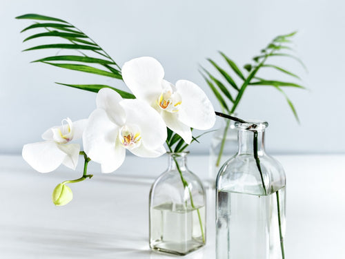 10 Most Breathtaking White Flowers of All Time