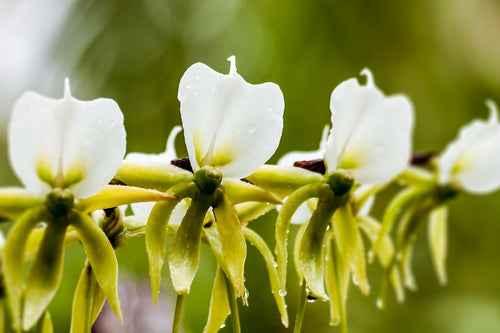 Angraecum, The White Orchid of Madagascar