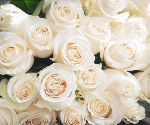 white-roses-sympathy-flowers