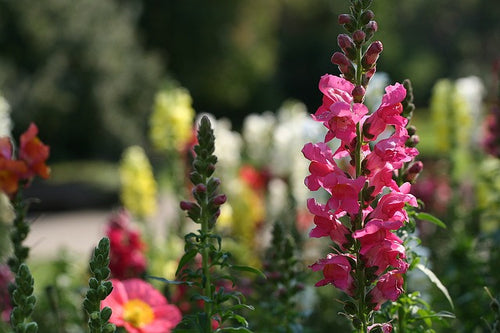 3 Flowering Annuals You Can Grow From Seeds