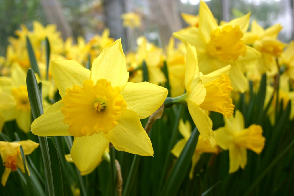 Daffodils, Flower Types, Flower Meaning, and Design Tips