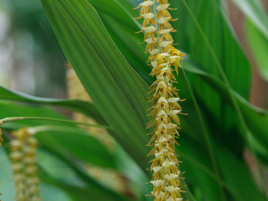 Dendrochilum, The Dainty Orchids from the Philippines