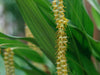 Dendrochilum, The Dainty Orchids from the Philippines