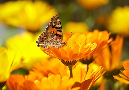 30 Types of Yellow Flowers and Their Meanings