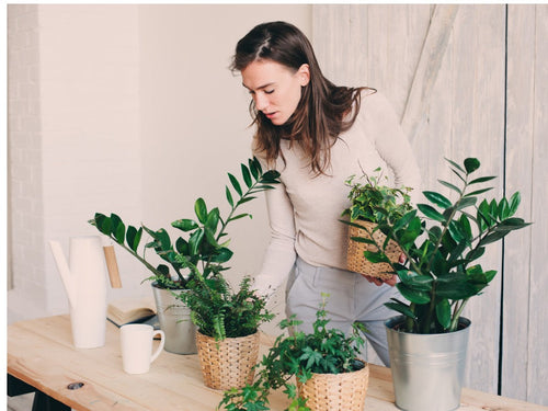 'Unkillable' Houseplants That Will Not Break Your Heart