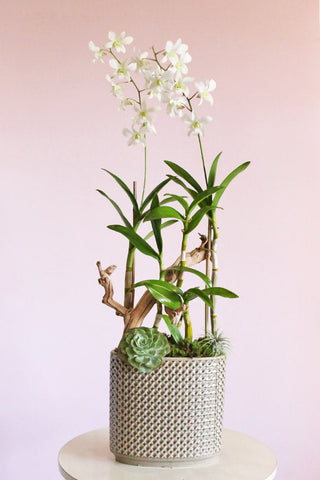 Specialty Orchids Collection