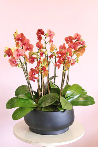 Orchid Plant Arrangements