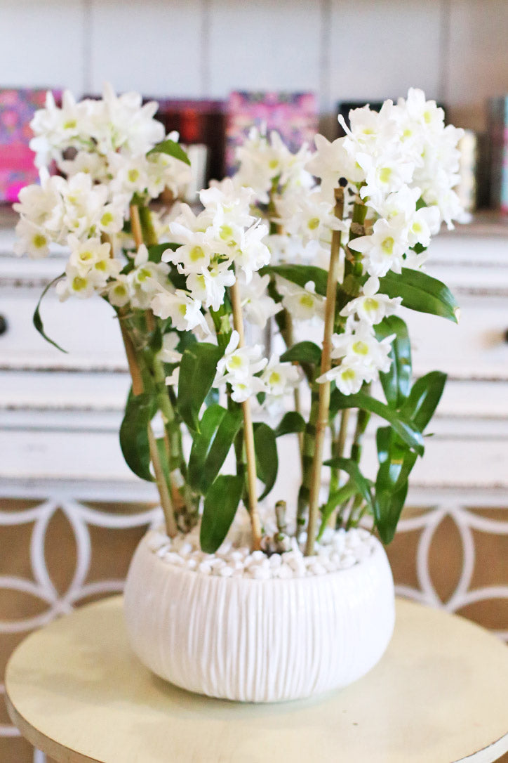 Dendrobium Clouds