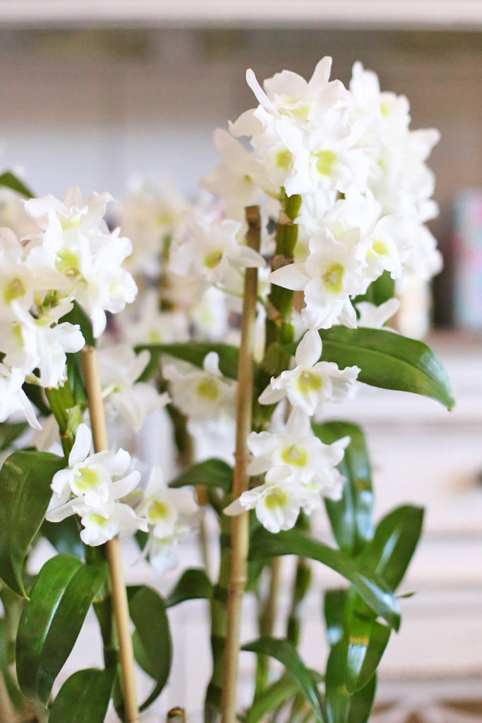 Dendrobium Clouds