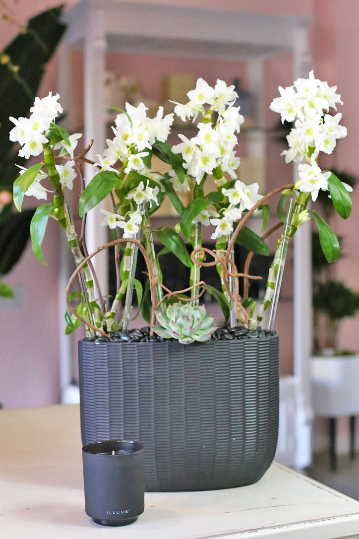 Dendrobium Dreams