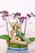 Sweet Sangria Orchids