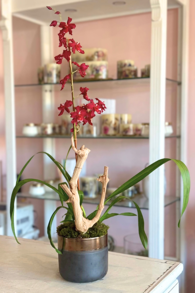 Garnet Waltz Orchid