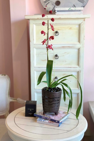 Available Specialty Orchids