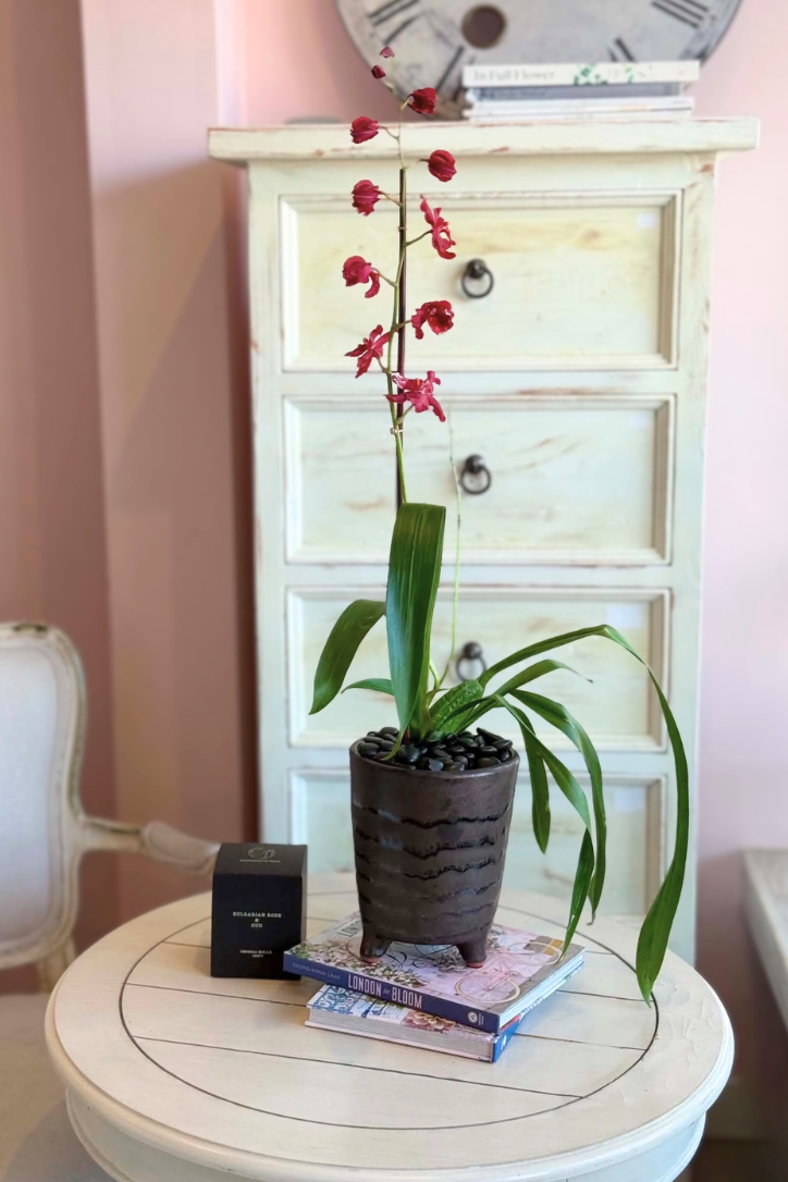 Sharry Ruby Orchid