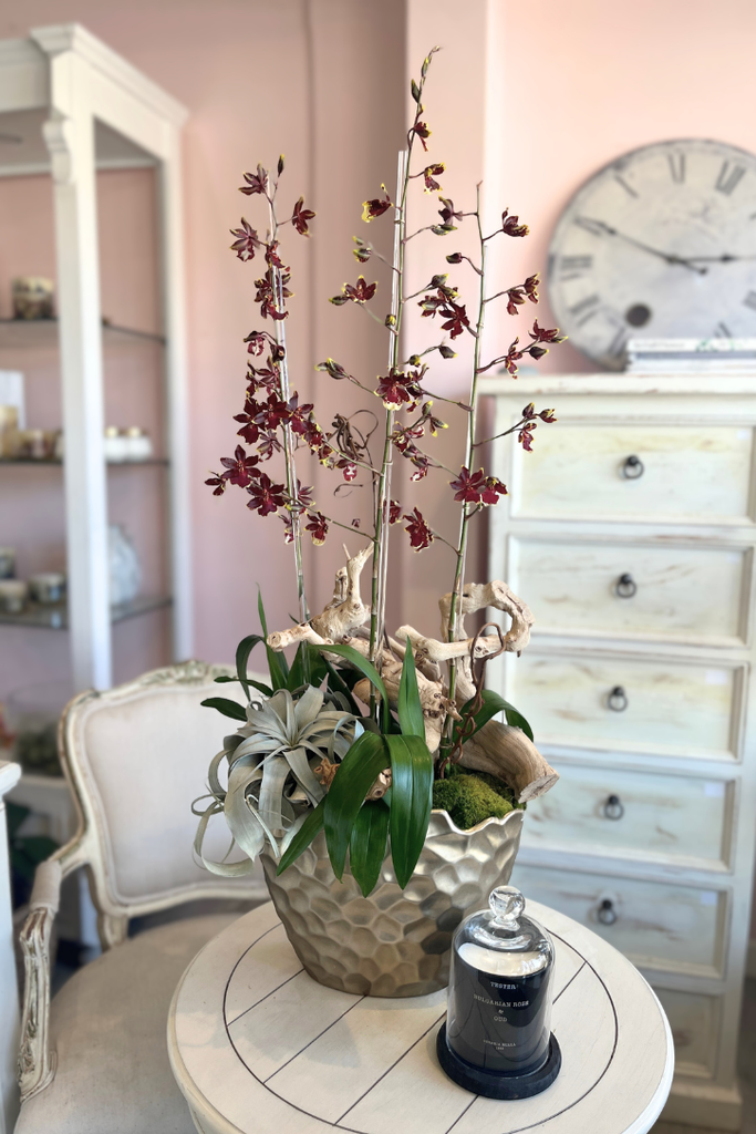 Oncidium Noir Orchids