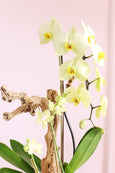 Beverlywood Orchids