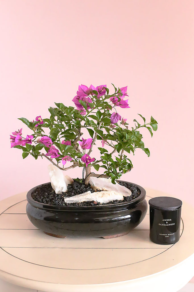 chinese blush tree bonsai Black & Bougainvillea Bonsai – Orchid Republic Floral Boutique
