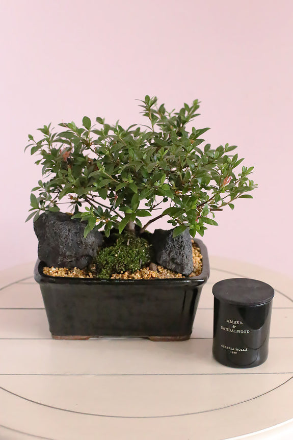 Midnight Azalea Bonsai