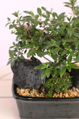 Midnight Azalea Bonsai