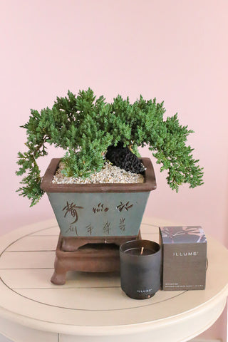 Bonsai