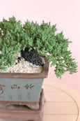 Serenity Juniper Bonsai