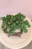 Serenity Juniper Bonsai