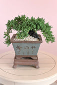 Serenity Juniper Bonsai