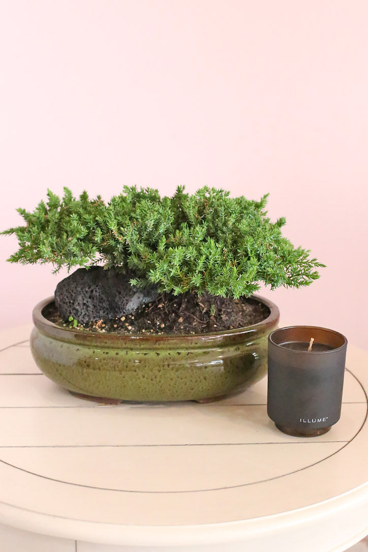 juniper plant indoor Oasis Juniper Bonsai – Orchid Republic Floral Boutique