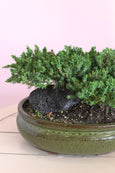 Oasis Juniper Bonsai