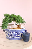 Majesty Juniper Bonsai