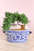 Majesty Juniper Bonsai