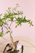 Jewel Pomegranate Bonsai