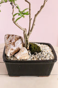 Jewel Pomegranate Bonsai