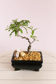 Promise Pomegranate Bonsai