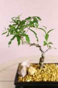 Promise Pomegranate Bonsai