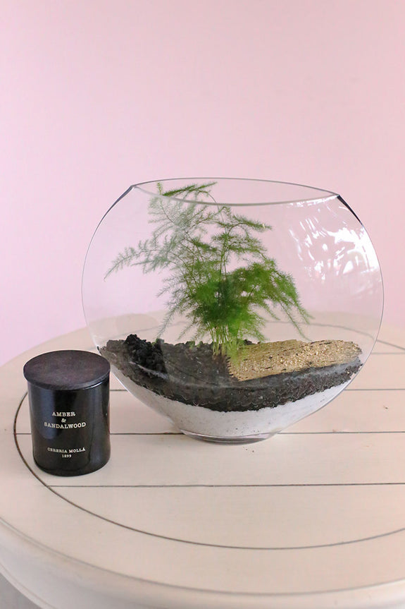 Vista Asparagus Fern Terrarium