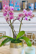 Kiss Me Pink Orchids