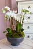 Sweet Sherman Oaks Orchids