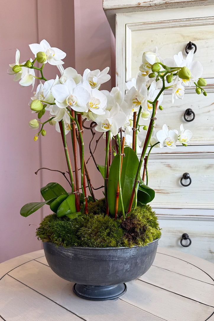 Sweet Sherman Oaks Orchids