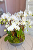 Sweet Sherman Oaks Orchids