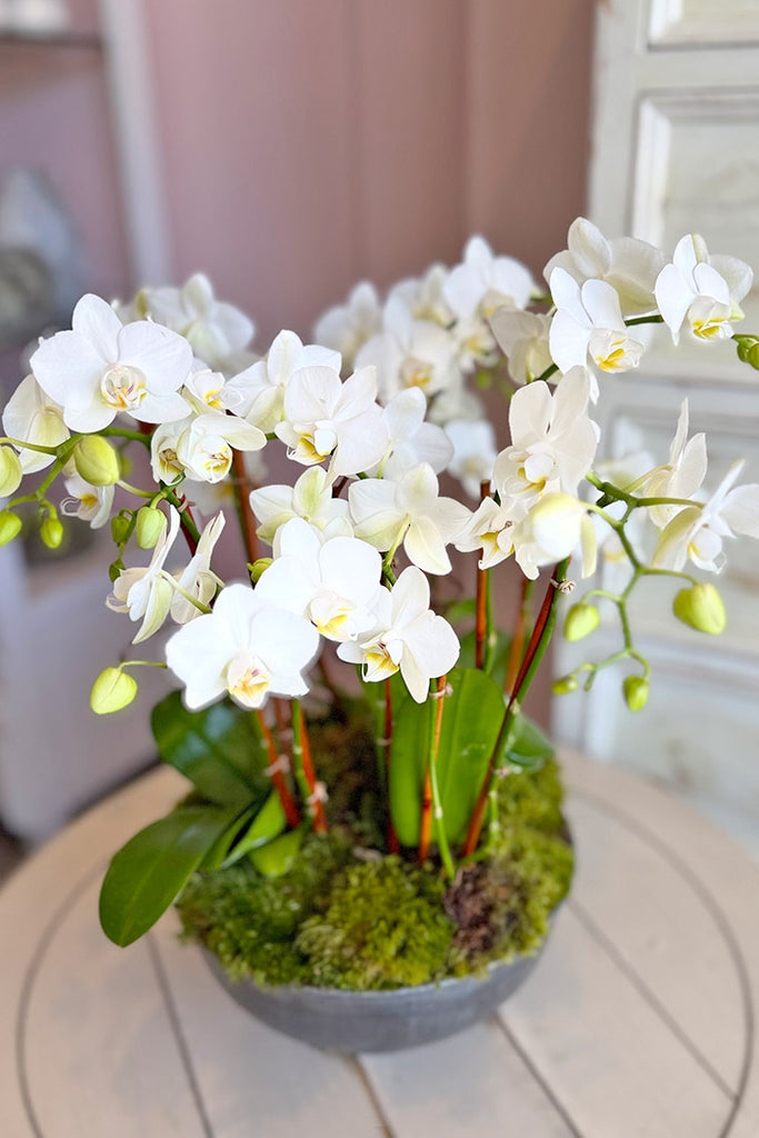 Sweet Sherman Oaks Orchids