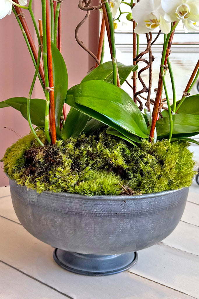 Sweet Sherman Oaks Orchids