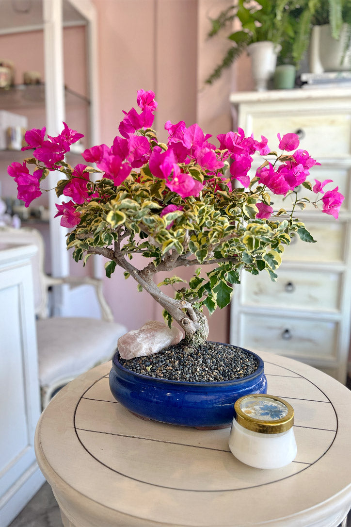 Sunset Canyon Bonsai