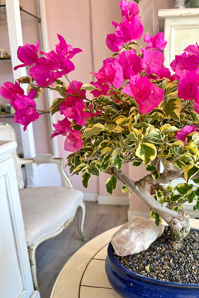 Sunset Canyon Bonsai